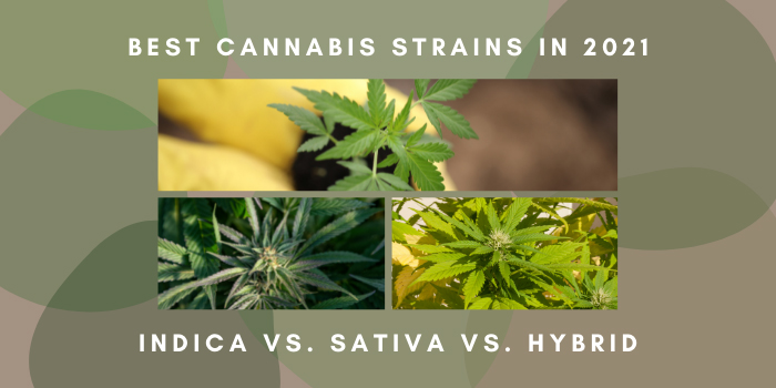 Best Cannabis Strains in 2021 - Indica vs Sativa vs Hybrid