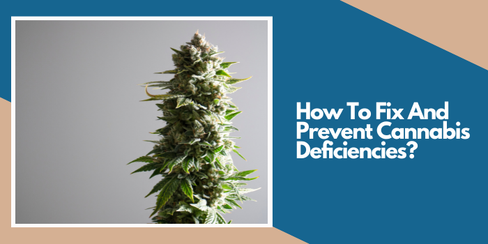 How To Fix And Prevent Cannabis Deficiencies