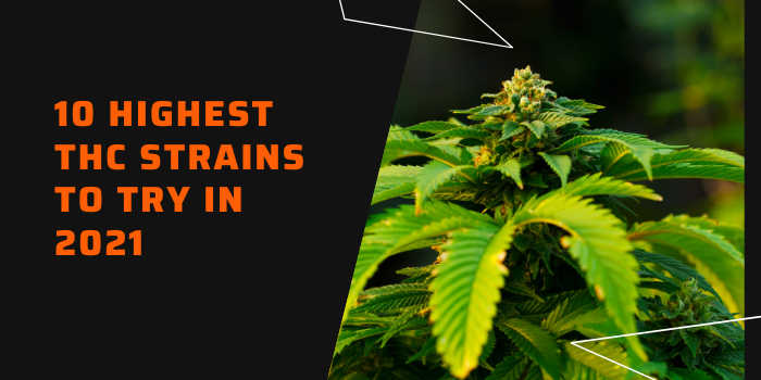 10 Highest THC Strains To Try In 2021
