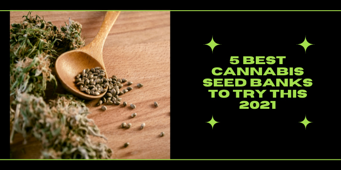 5 Best Cannabis Seed Banks To Try This 2021