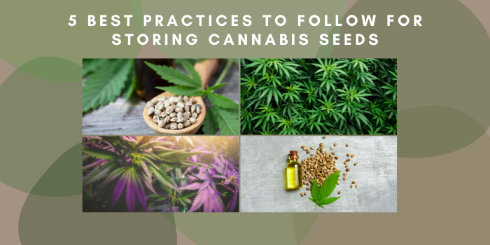 5 Best Practices To Follow For Storing Cannabis Seeds