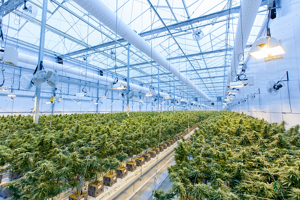 Growing Auto-flowering Cannabis Indoors