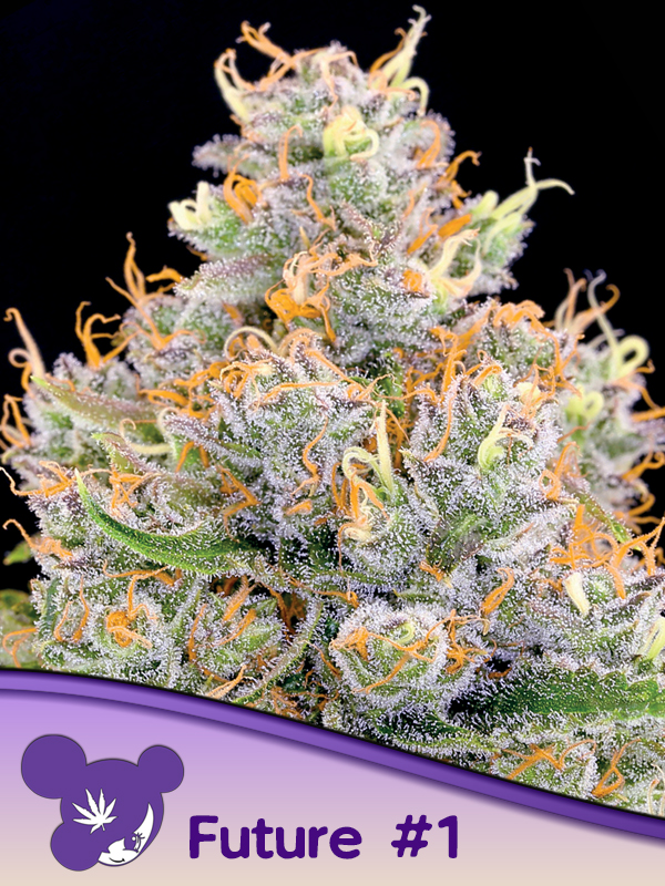 Future #1 by Anesia Seeds