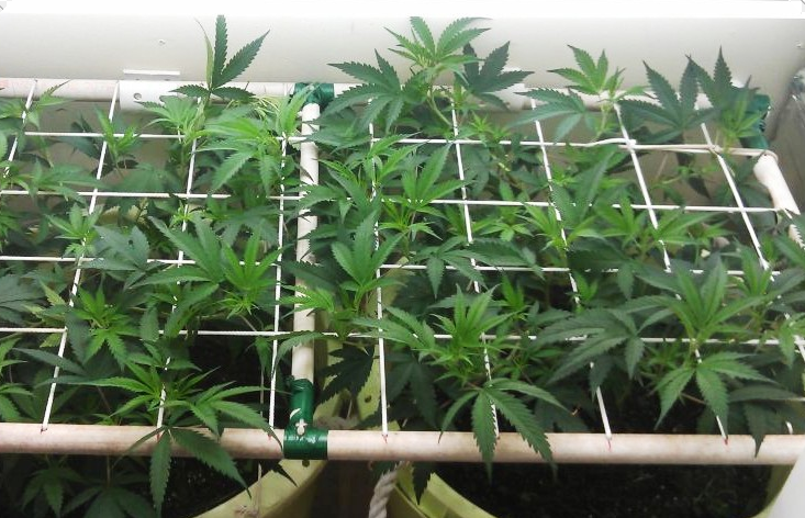 Guide de la technique Screen Of Green (ScrOG) - CannaConnection