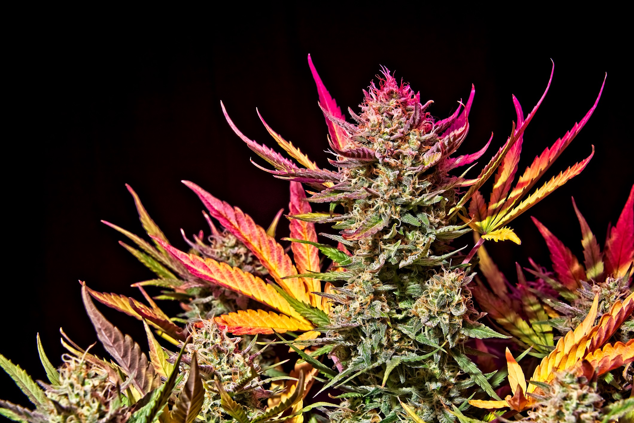 Auto Flowering Cannabis Seeds