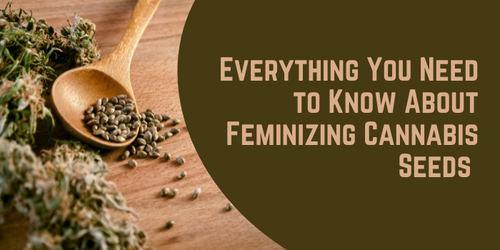Everything You Need to Know About Feminizing Cannabis Seeds 