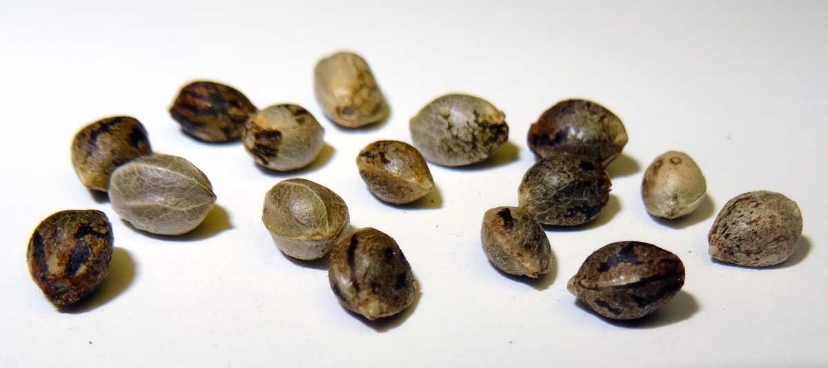Healthy Seeds