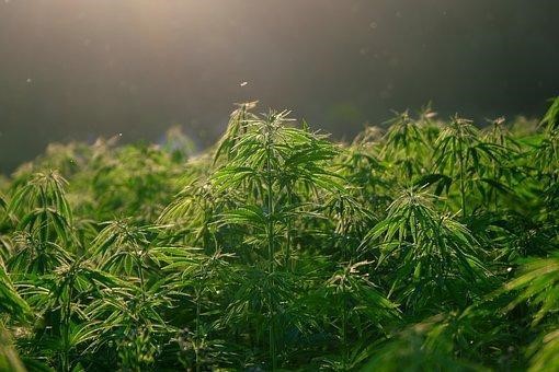 Growing Cannabis Plants