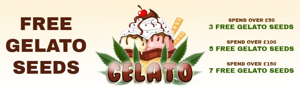 Free Gelato Seeds 2023