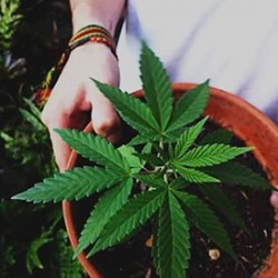 The Ultimate Guide on How to Grow Marijuana Seeds Outdoor
