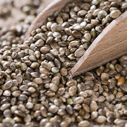 5 Things You Should Really Know About Hemp Seeds