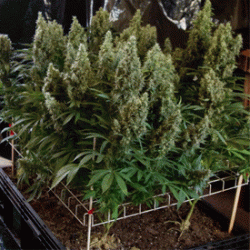 How To Grow Marijuana Seeds With The Screen of Green (Scrog)