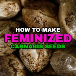 Everything You Need to Know About Feminizing Cannabis Seeds