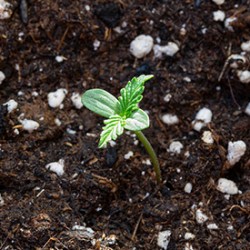 How to Germinate Cannabis Seeds - The Ultimate Guide For 2021
