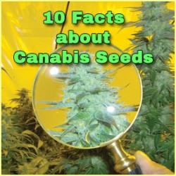 10 Interesting Facts about Cannabis Seeds