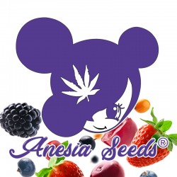 Top 5 Most Fruity Cannabis Strains from Anesia Seeds