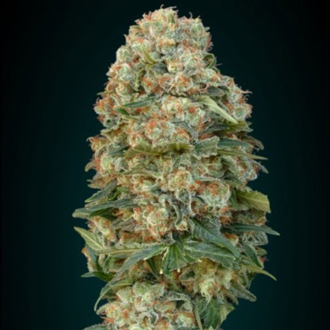 Advanced Feminised Collection #1 Cannabis Seeds
