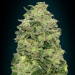 Advanced Automatic Collection #4 Cannabis Seeds