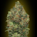 Advanced Automatic Collection #4 Cannabis Seeds