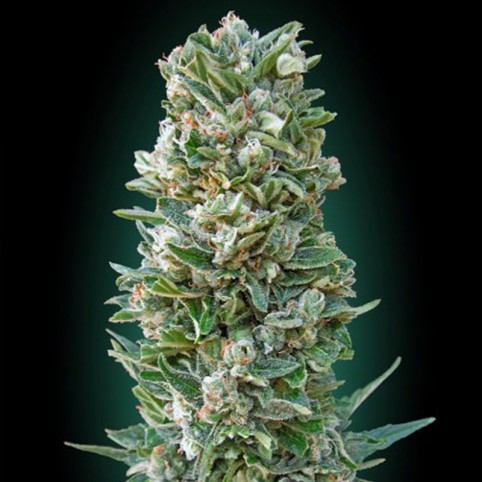 Auto Heavy Bud - Cannabis Seeds