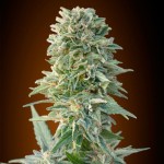 Advanced Automatic Collection #1 Cannabis Seeds