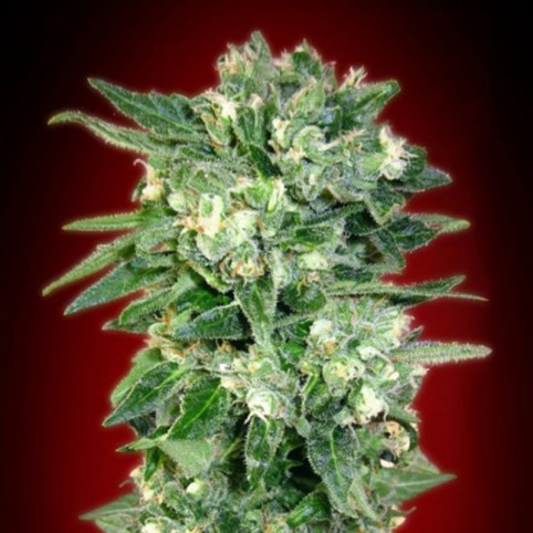 Auto Kaya 47 - Cannabis Seeds