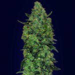 Advanced Automatic Collection #3 Cannabis Seeds
