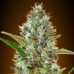 Advanced Automatic Collection #2 Cannabis Seeds