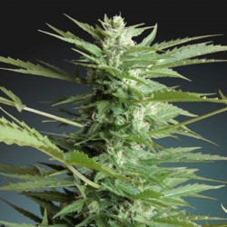 Auto Sweet Dwarf - Cannabis Seeds
