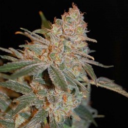 Black Diesel - Cannabis Seeds
