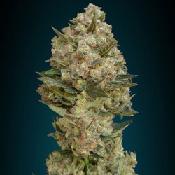 Advanced Feminised Collection #2 Cannabis Seeds