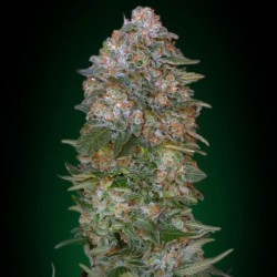 Critical Soma - Cannabis Seeds