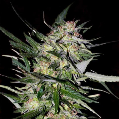 Jack Plant - Cannabis Seeds