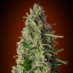 Advanced Feminised Collection #3 Cannabis Seeds