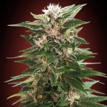 Advanced Feminised Collection #4 Cannabis Seeds