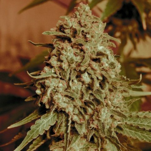 Somango Widow - Cannabis Seeds