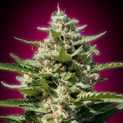 White Kush - Cannabis Seeds