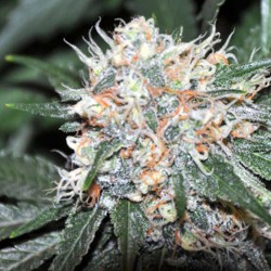 Don Tangelo - Marijuana Seeds - Allstar Genetics