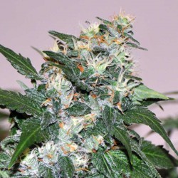 El Cid - Allstar Genetics - Marijuana Seeds
