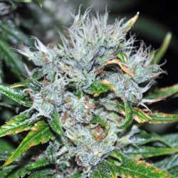 Kaligria - Cannabis Seeds