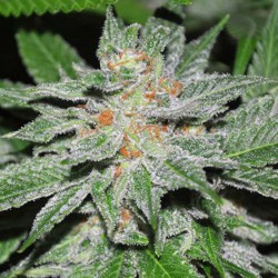 King Kong - Cannabis Seeds