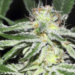 Kushdee - Marijuana Seeds - Allstar Genetics