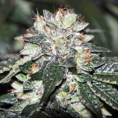 Westside - Marijuana Seeds - Allstar Genetics