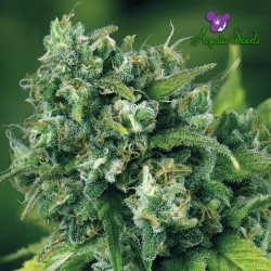 A-Train - Cannabis Seeds