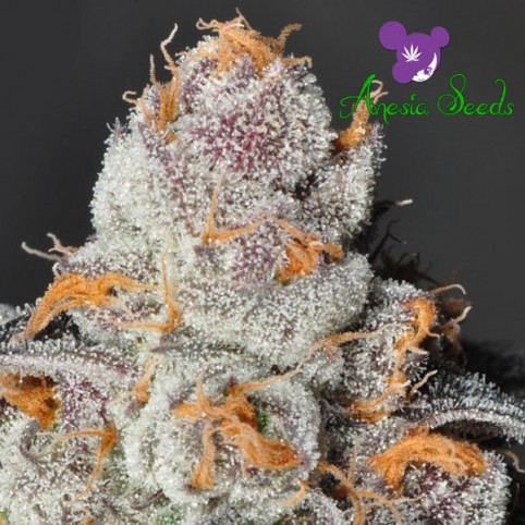 Anesia scout cookies seeds