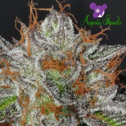 Bruce Banner - Cannabis Seeds