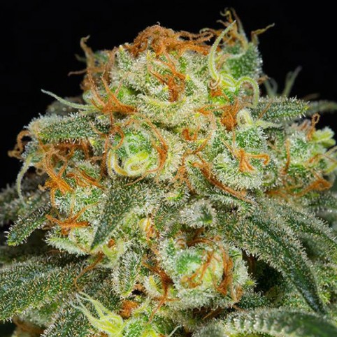 California Kush - Cannabis Seeds