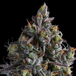 Coco Jambo by Anesia Seeds