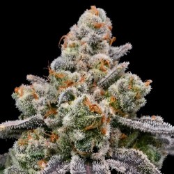 Frozen Face Auto by Anesia Seeds