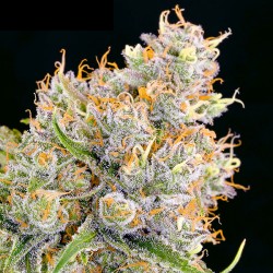 Future #1 - Cannabis Seeds